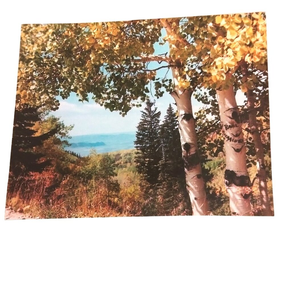 Print Aspen Trees Mountain Lake View 10x8 Inches Vintage Kodak Photo